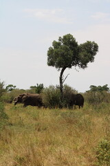 Impressionantes elefantes caminhando em grupo pela savana africana durante o p&ocirc;r do sol, representando poder, uni&atilde;o familiar e vida selvagem em seu habitat natural