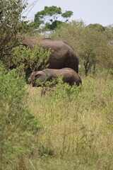 Fototapeta premium Impressionantes elefantes caminhando em grupo pela savana africana durante o pôr do sol, representando poder, união familiar e vida selvagem em seu habitat natural
