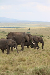 Impressionantes elefantes caminhando em grupo pela savana africana durante o pôr do sol,...