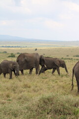 Fototapeta premium Impressionantes elefantes caminhando em grupo pela savana africana durante o pôr do sol, representando poder, união familiar e vida selvagem em seu habitat natural