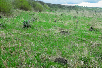 Valley slope of the upper Don River, early spring. Everything caught after flood is covered with dry grass, wet meadow. Anthills of Formica pratensis are scattered over dry part of meadow. Russia.
