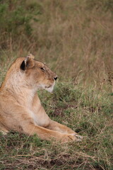 Majestosos leões selvagens descansando e interagindo em meio à savana africana, mostrando força, comportamento social e a beleza da vida animal em liberdade