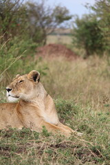 Majestosos leões selvagens descansando e interagindo em meio à savana africana, mostrando força, comportamento social e a beleza da vida animal em liberdade
