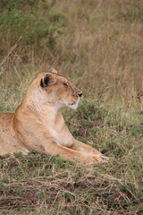 Majestosos leões selvagens descansando e interagindo em meio à savana africana, mostrando força, comportamento social e a beleza da vida animal em liberdade