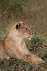 Majestosos leões selvagens descansando e interagindo em meio à savana africana, mostrando força, comportamento social e a beleza da vida animal em liberdade