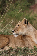 Majestosos leões selvagens descansando e interagindo em meio à savana africana, mostrando força, comportamento social e a beleza da vida animal em liberdade