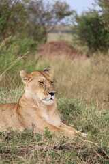 Majestosos leões selvagens descansando e interagindo em meio à savana africana, mostrando força, comportamento social e a beleza da vida animal em liberdade