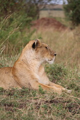 Majestosos leões selvagens descansando e interagindo em meio à savana africana, mostrando força, comportamento social e a beleza da vida animal em liberdade