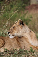 Majestosos leões selvagens descansando e interagindo em meio à savana africana, mostrando força, comportamento social e a beleza da vida animal em liberdade