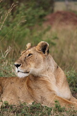 Majestosos leões selvagens descansando e interagindo em meio à savana africana, mostrando força, comportamento social e a beleza da vida animal em liberdade