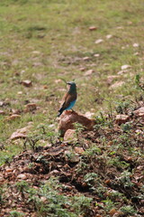 Coloridas aves selvagens em voo e em repouso na savana africana, mostrando plumagens vibrantes, comportamento natural e a liberdade da vida animal em seu habitat