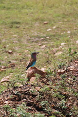 Coloridas aves selvagens em voo e em repouso na savana africana, mostrando plumagens vibrantes, comportamento natural e a liberdade da vida animal em seu habitat
