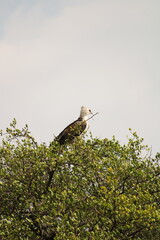 Coloridas aves selvagens em voo e em repouso na savana africana, mostrando plumagens vibrantes, comportamento natural e a liberdade da vida animal em seu habitat