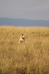 Majestosos leões selvagens descansando e interagindo em meio à savana africana, mostrando força, comportamento social e a beleza da vida animal em liberdade