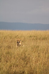 Naklejka premium Majestosos leões selvagens descansando e interagindo em meio à savana africana, mostrando força, comportamento social e a beleza da vida animal em liberdade