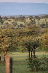 aisagem deslumbrante da savana africana ao entardecer, com céu dourado, árvores isoladas e atmosfera única que retrata a beleza intocada da natureza selvagem