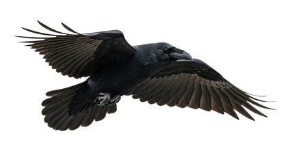 Fototapeta premium A solitary adult common raven, deep iridescent black, in focused, streamlined flight with wings extended, on a transparent background, ample copy space. Concept of intelligent grace