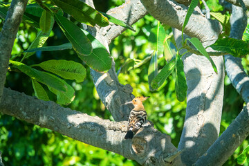 Hoopoe, winter whoop (Upupa epops) on a Plumeria obtusa tree. Summer birds of the savannah. Oman. The Queen of Sheba King Solomon the Messenger © max5128