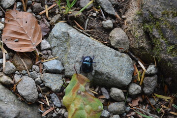 Close Up Of A Beetle On The Forest Floor