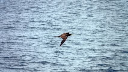 Tropical seas. Views of the Bali Sea from the ship in winter,summer in the southern hemisphere. Indonesia. Brown booby (Sula leucogaster) flies over the water
