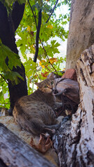 A tabby cat rests among summer leaves and branches—capturing a quiet moment of curiosity and warmth in a natural seasonal setting.  
📍Kamalla village, Hawraman Takht 