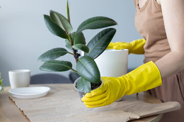 Replanting ficus elastica robusta house plant in a bigger flower pot.