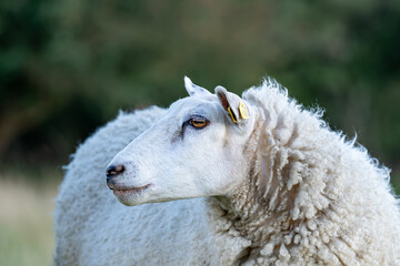 Side profile of a white sheep with a yellow ear tag, showing detailed wool texture and calm expression against a natural blurred background