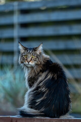 Long-haired Maine Coon cat sitting on a wooden surface, looking directly at the camera with alert yellow eyes in natural light
