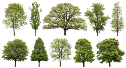 Fototapeta premium Collection of ten different green trees isolated on transparent background