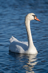 Obraz premium Elegant mute swan (Cygnus olor) with white plumage and orange beak gliding on reflective water surface in bright daylight