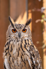 Close-up portrait of a Eurasian eagle owl (Bubo bubo) showing its striking orange eyes, feather tufts, and mottled plumage while perched in sunlight