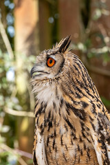 Side view of a Eurasian eagle owl (Bubo bubo) showing its striking orange eye, feather tufts, and patterned plumage while perched outdoors