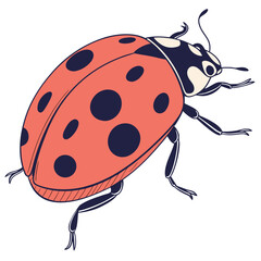 Cute ladybug crawling