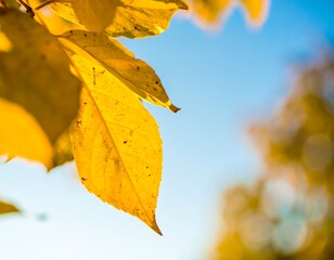 Obraz premium Close-up of vibrant autumn leaves