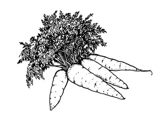 Juicy orange carrots on white background. Vector illustration. Ink line draw vector. Drawing engraving illustration