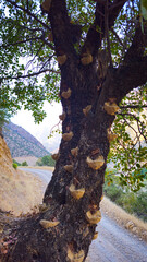Wild pistachio tree with resin-filled cuts on its trunk, showing traditional gum harvesting method in a mountainous forest setting.  
📍Hawraman Takht, Kurdistan 