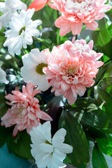 Pink chrysanthemum flowers, chrysanthemum flower and daisy flower, flowering beautiful chrysanthemum flowers and daisy flowers 