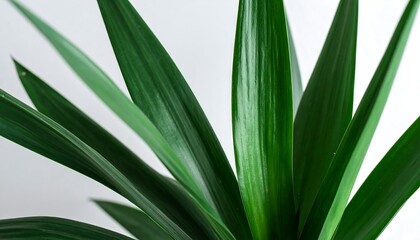 Obraz premium Close-up of vibrant green leaves (3)