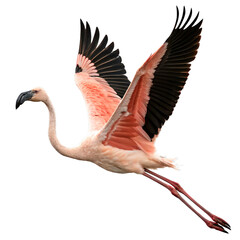 Fototapeta premium Graceful pink flamingo soars with wings spread wide, a vibrant symbol of freedom and beauty in motion. 