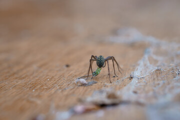 Long-Legged Spider Carrying Green Prey on Wood Floor, Brown Background, Macro Photography, Detailed Texture, Natural Light, Indoor Scene