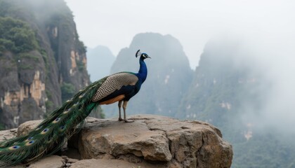 Fototapeta premium A Majestic Peacock Perched Atop a Rocky Outcrop, Overlooking a Misty Mountain Valley