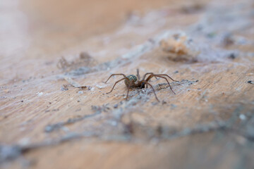 Close-Up of a Brown House Spider on Wood Surface, Macro Shot of Arachnid, Natural Lighting, Detailed Texture, Rustic Environment.