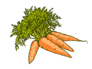 Hand drawn carrots with green leaves. Fresh organic vegetable illustration isolated on white background