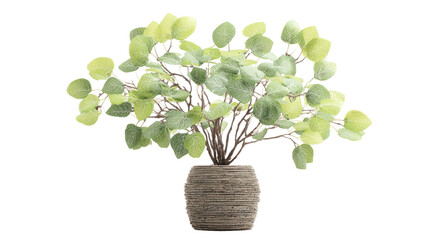A decorative potted plant, light green leaves, muted tones