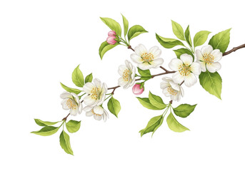 Fototapeta premium A delicate branch of apple blossoms with white flowers and green leaves, isolated on a transparent background
