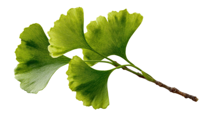 Close-up of three Ginkgo biloba leaves.  Bright green leaves with a delicate, fan-like shape and serrated edges, attached to a slender, light brown stem.  Isolated against a pure black background.
