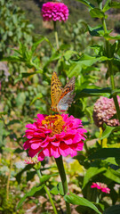 A butterfly rests on blooming zinnia flowers in a sunlit garden, capturing a quiet moment of summer’s color, life, and natural harmony.  
📍Hawraman Takht, Kurdistan 