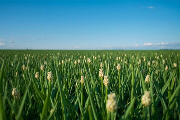 Obraz premium Wheat sprouts in a spring field.