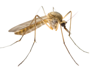 Detailed mosquito insect macro view isolated on a transparent background closeup