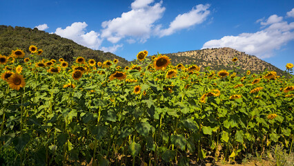A blooming sunflower farm under a bright blue sky with scattered clouds, framed by forested hills and tree branches &mdash; a vivid summer scene full of warmth, color, and rural charm.  
📍Marivan, Kurdist